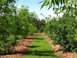 Click To See Bamboo Growth