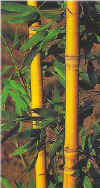 P_aurea_holo.jpg (69620 bytes)