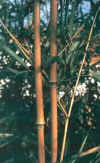 Ph_humilis_culms.jpg (32071 bytes)