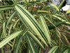 S_tootsik_albostriata.jpg (127483 bytes)