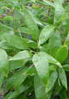 Shibataea_chinensis.jpg (19474 bytes)